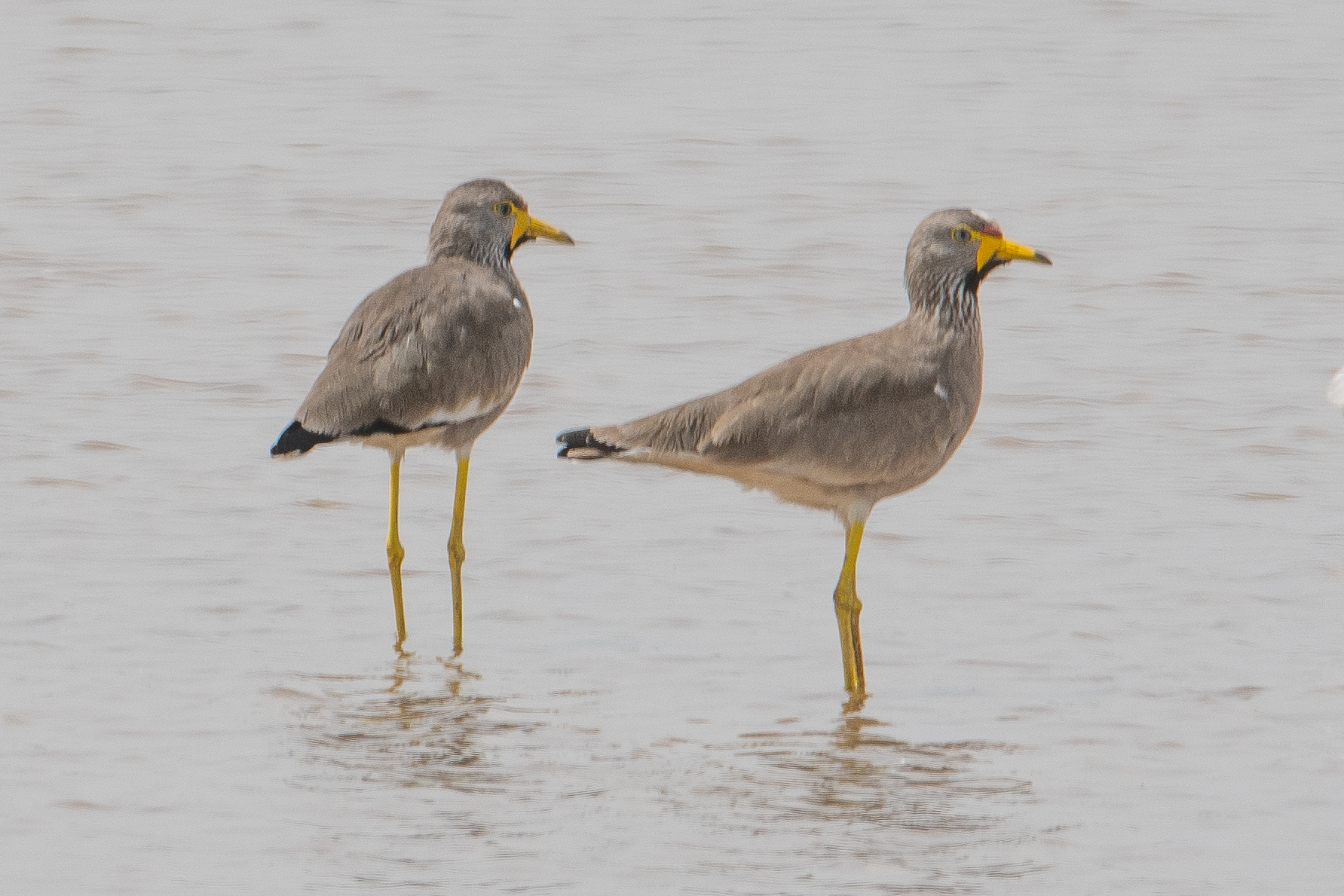 Gros plan sur 2  vanneaux du Sénégal adultes (African-wattled lapwing,Vanellus senegallus), marigot de Koutal, Région de Kaolack, Sénégal.